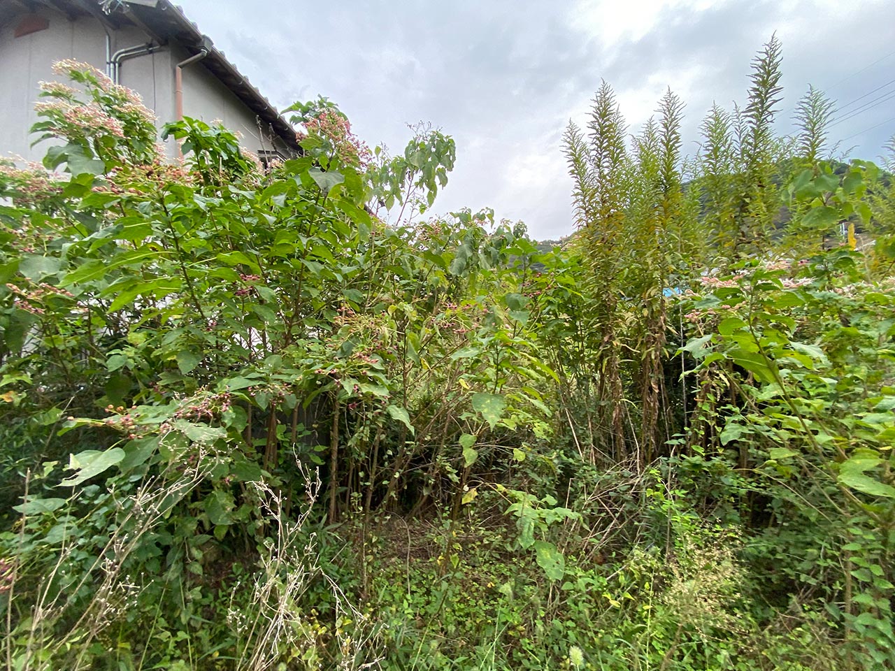 空き家管理　草刈り　剪定　施工前