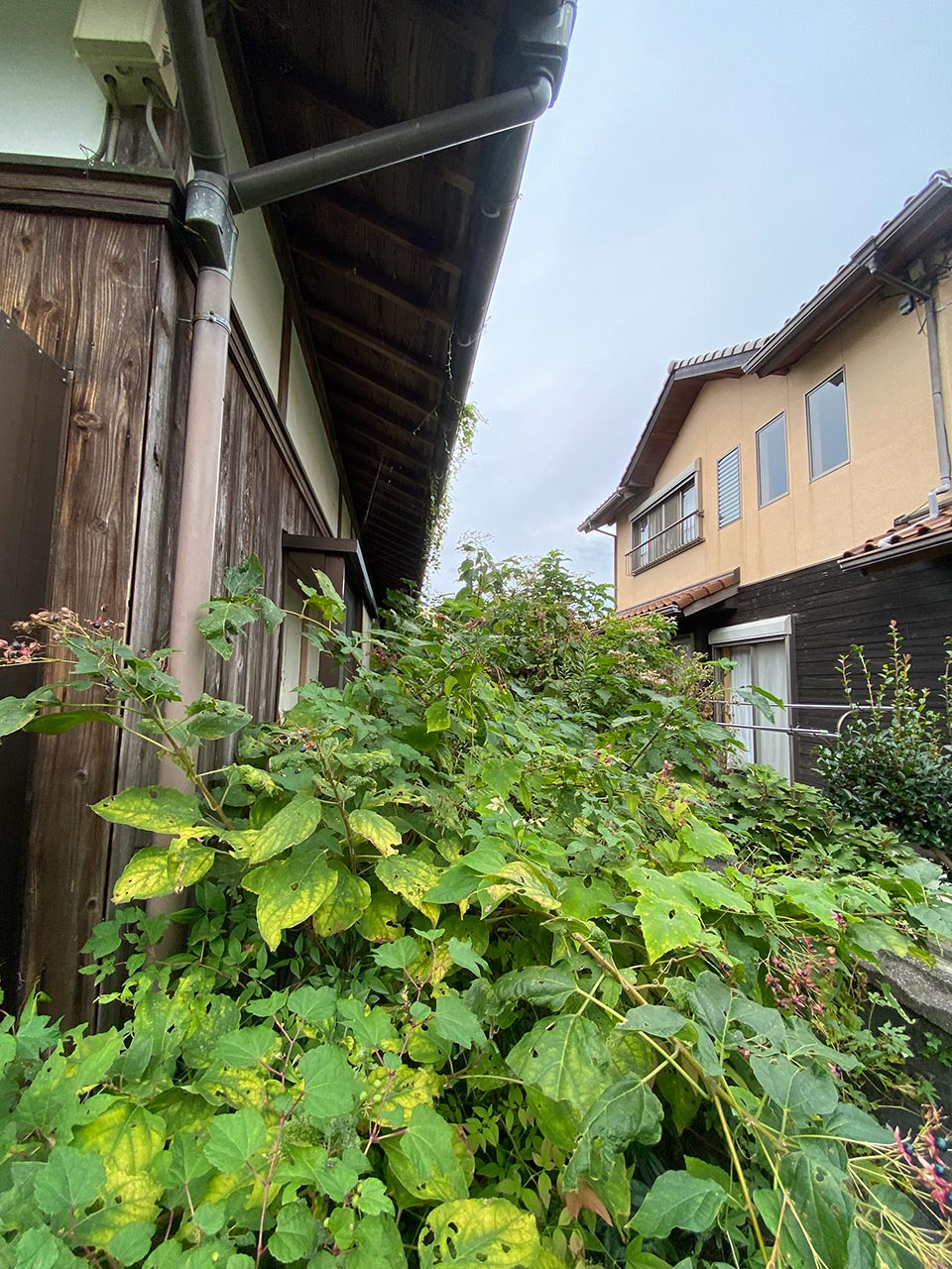 空き家管理　草刈り　剪定　施工前