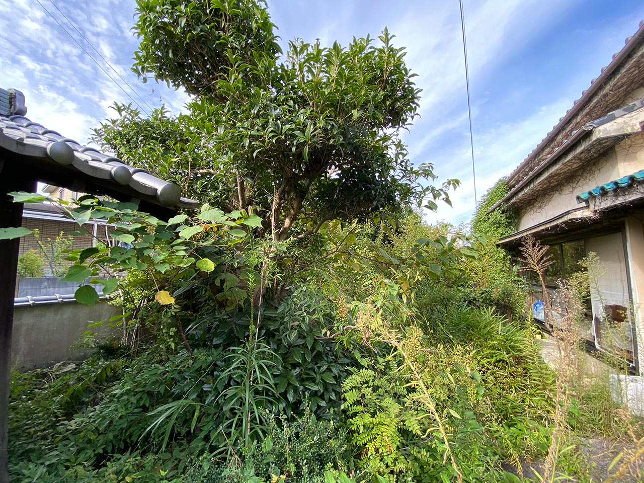 空き家管理　草刈り　剪定　施工前