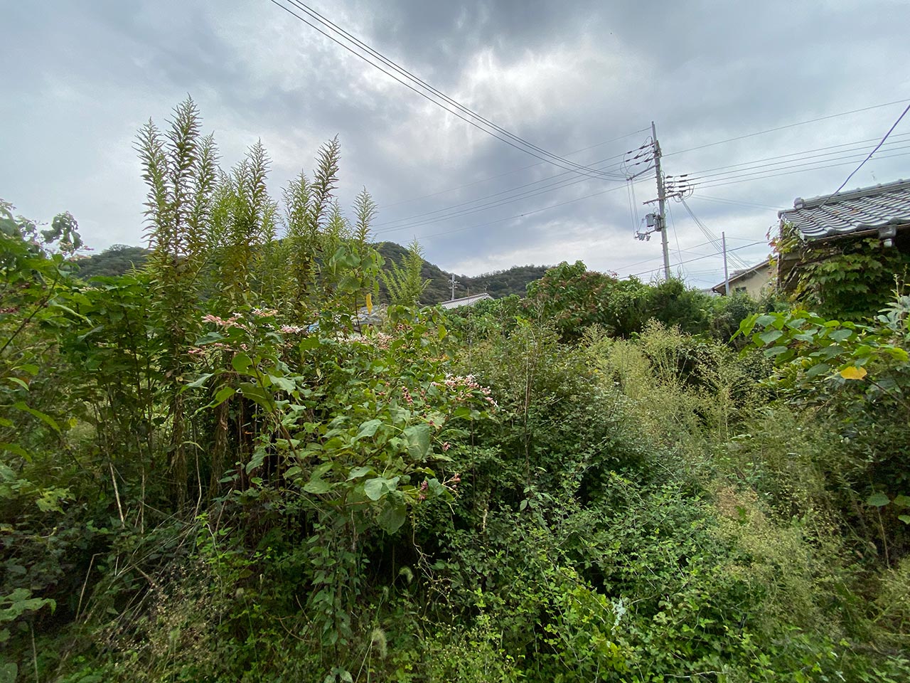 空き家管理　草刈り　剪定　施工前