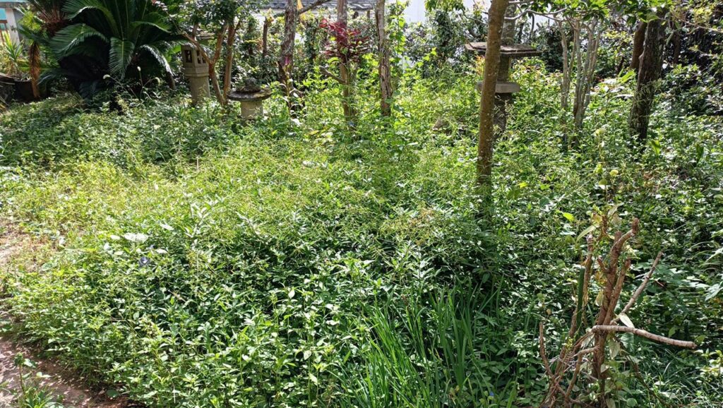 空き家管理　雑草処理