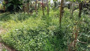 空き家管理　雑草処理